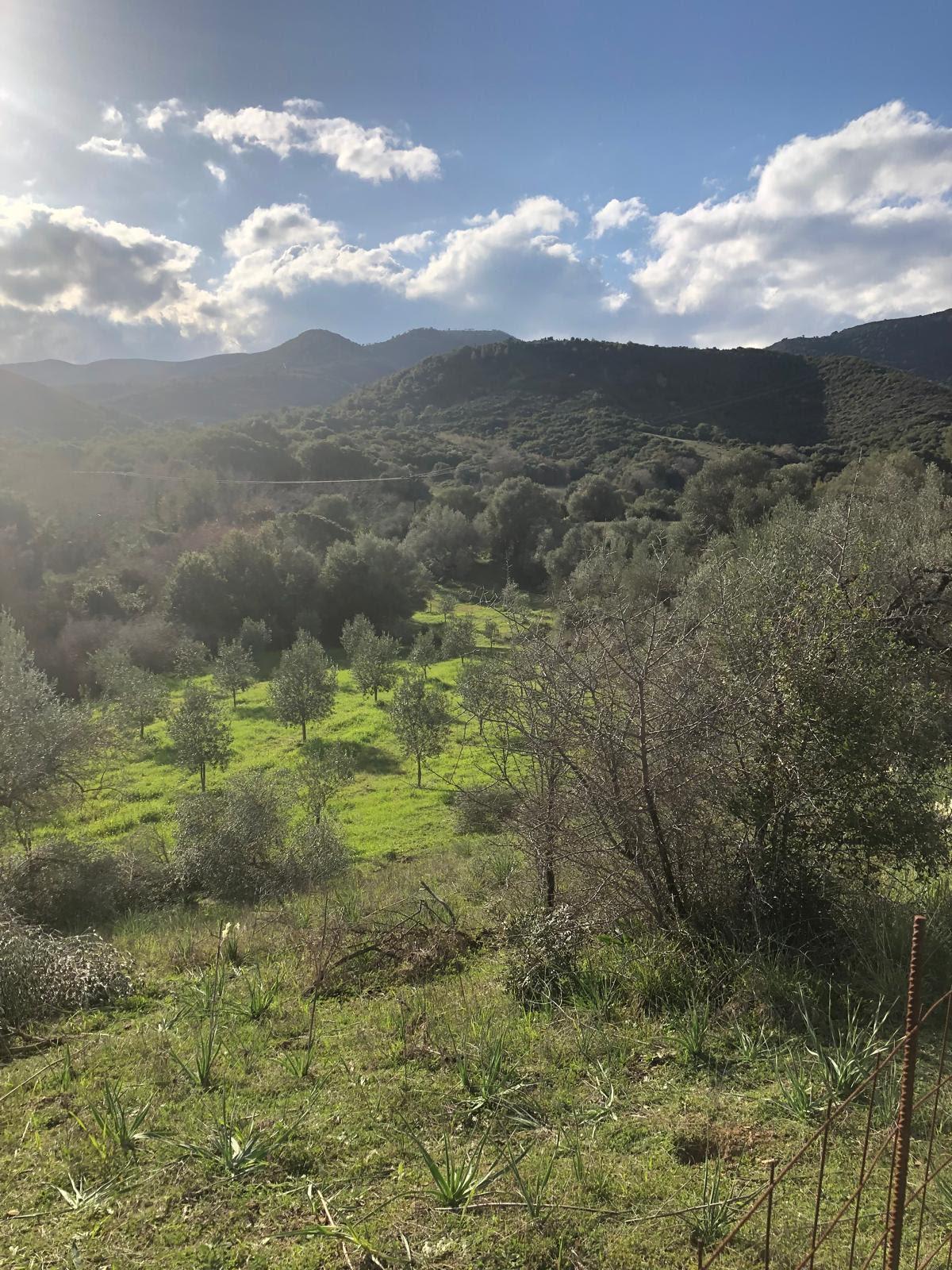 Olive grove in the Peloponnese, Greece