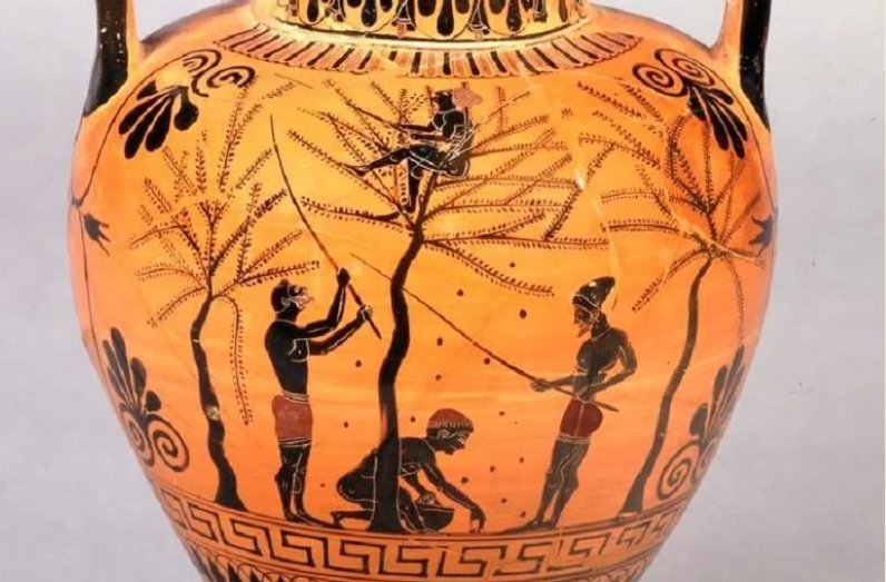 Ancient Greek olive harvesting amphora